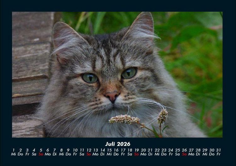 Produktbild: Katzen 2026 Fotokalender DIN A4