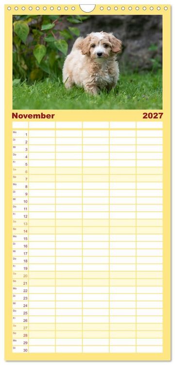 Produktbild: Familienplaner 2027 - Maltipoo Welpen mit 5 Spalten (Wandkalender, 21 x 45 cm) CALVENDO