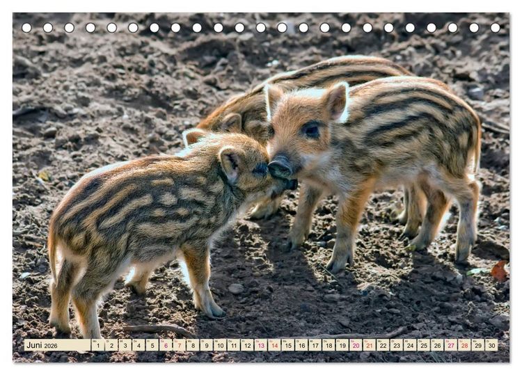 Produktbild: Unverwechselbar - Wildschwein (Tischkalender 2026 DIN A5 quer), CALVENDO Monatskalender