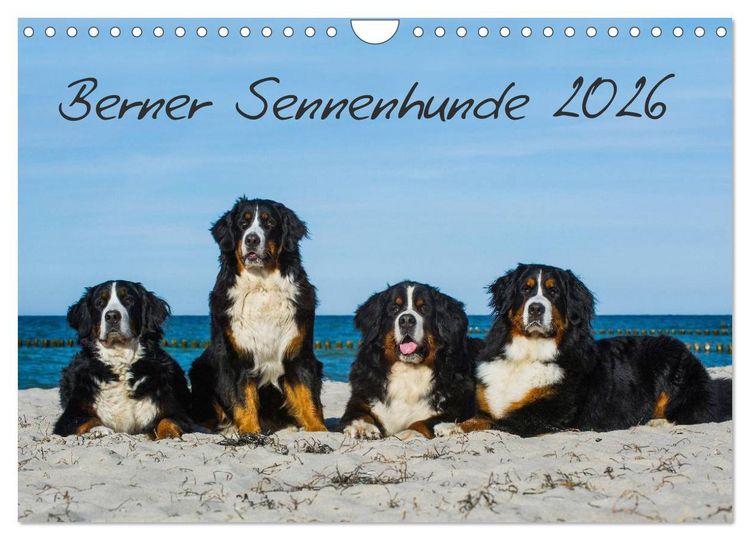 Produktbild: Berner Sennenhund 2026 (Wandkalender 2026 DIN A4 quer), CALVENDO Monatskalender