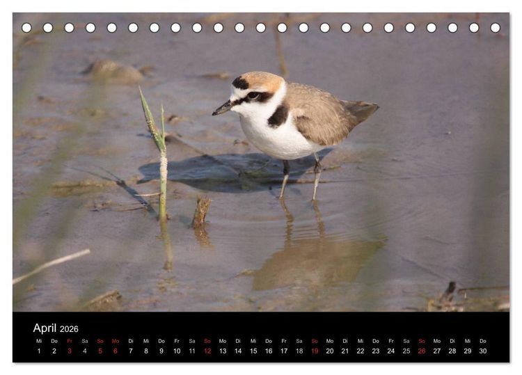 Produktbild: Limikolen Watv&ouml;gel auf dem Zug (Tischkalender 2026 DIN A5 quer), CALVENDO Monatskalender