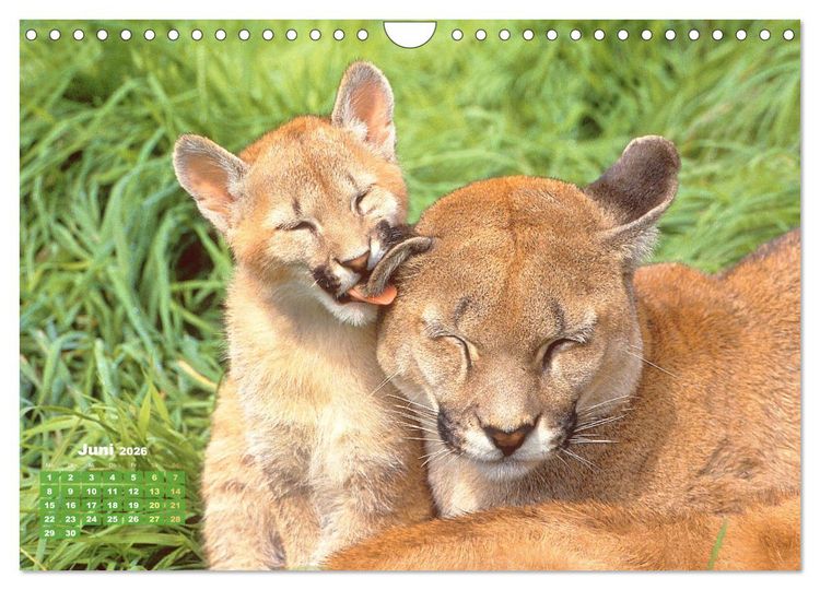 Produktbild: Puma: Auf leisen Pfoten (Wandkalender 2026 DIN A4 quer), CALVENDO Monatskalender