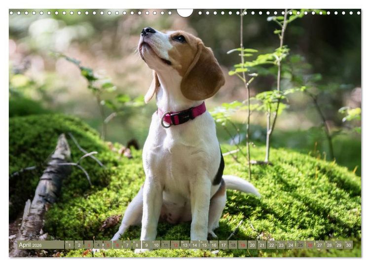 Produktbild: Beaglebabys auf Entdeckungstour (Wandkalender 2026 DIN A3 quer), CALVENDO Monatskalender