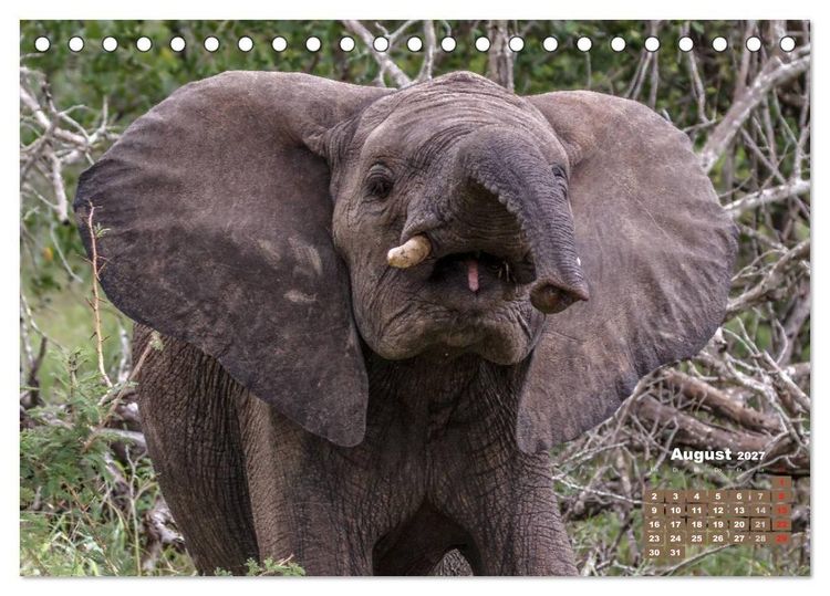 Produktbild: Afrikas Tierwelt: Elefantenbabys (Tischkalender 2027 DIN A5 quer), CALVENDO Monatskalender