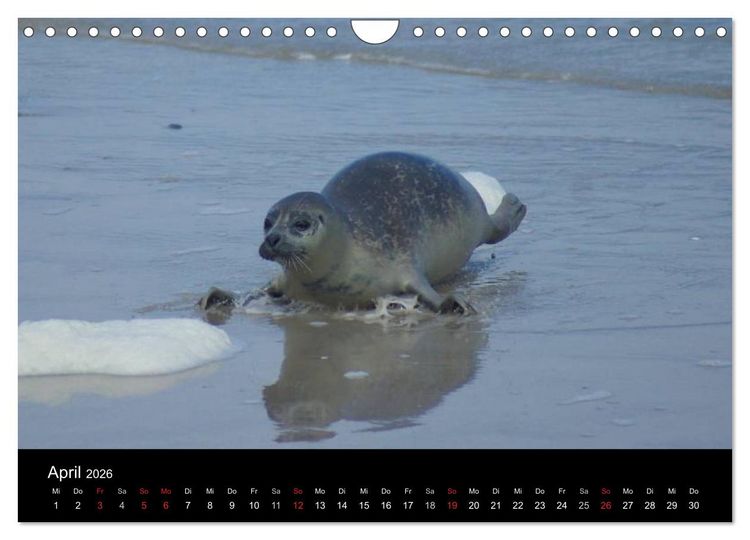 Produktbild: Verspielte Robben (Wandkalender 2026 DIN A4 quer), CALVENDO Monatskalender
