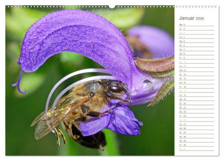 Produktbild: S&uuml;&szlig;es Gold: Imker, Bienen & Honig (hochwertiger Premium Wandkalender 2026 DIN A2 quer), Kunstdruck in Hochglanz