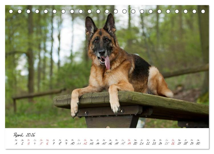 Produktbild: Deutsche Sch&auml;ferhunde - Senioren auf vier Pfoten (Tischkalender 2026 DIN A5 quer), CALVENDO Monatskalender