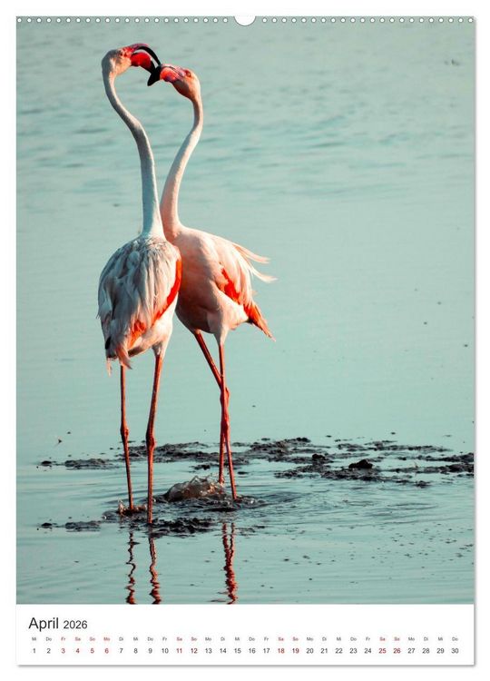 Produktbild: Flamingos in rosa Federpracht. (hochwertiger Premium Wandkalender 2026 DIN A2 hoch), Kunstdruck in Hochglanz