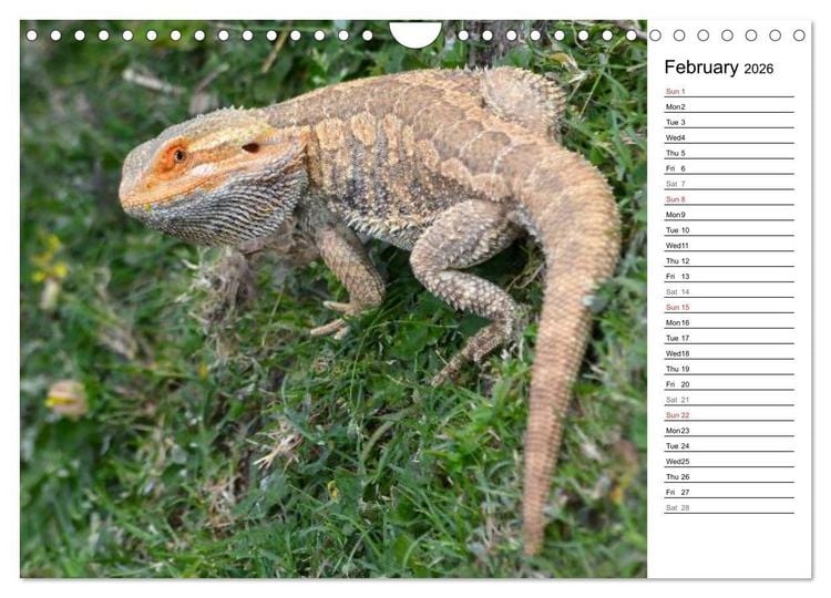 Produktbild: Close to Australian Bearded Dragons (Wall Calendar 2026 DIN A4 landscape), CALVENDO 12 Month Wall Calendar