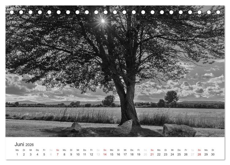 Produktbild: B&auml;ume - Natursch&ouml;nheiten in schwarz-wei&szlig; (Tischkalender 2026 DIN A5 quer), CALVENDO Monatskalender