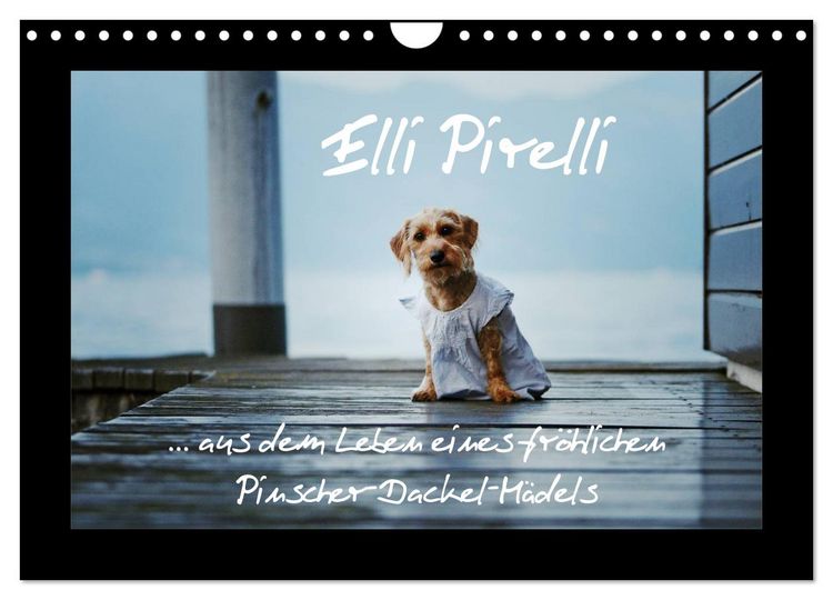 Produktbild: Elli Pirelli... aus dem Leben eines fr&ouml;hlichen Pinscher-Dackel-M&auml;dels (Wandkalender 2026 DIN A4 quer), CALVENDO Monatskalender