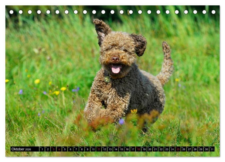 Produktbild: Lagotto Romagnolo - Italienischer Tr&uuml;ffelhund (Tischkalender 2026 DIN A5 quer), CALVENDO Monatskalender