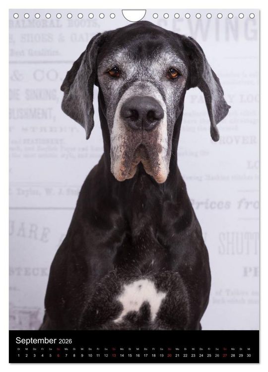 Produktbild: Faszination Deutsche Dogge (Wandkalender 2026 DIN A4 hoch), CALVENDO Monatskalender