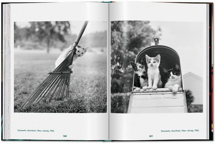 Produktbild: Walter Chandoha. Cats. Photographs 1942&ndash;2018