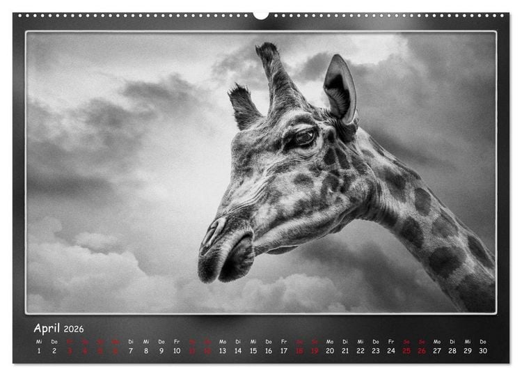 Produktbild: Tieren ins Gesicht geschaut (hochwertiger Premium Wandkalender 2026 DIN A2 quer), Kunstdruck in Hochglanz