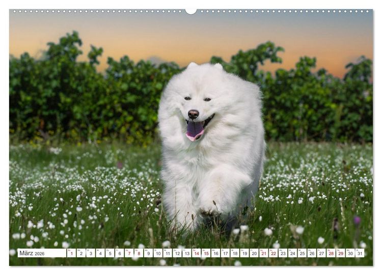 Produktbild: Der Samojede - Sch&ouml;nheit des Nordens (hochwertiger Premium Wandkalender 2026 DIN A2 quer), Kunstdruck in Hochglanz