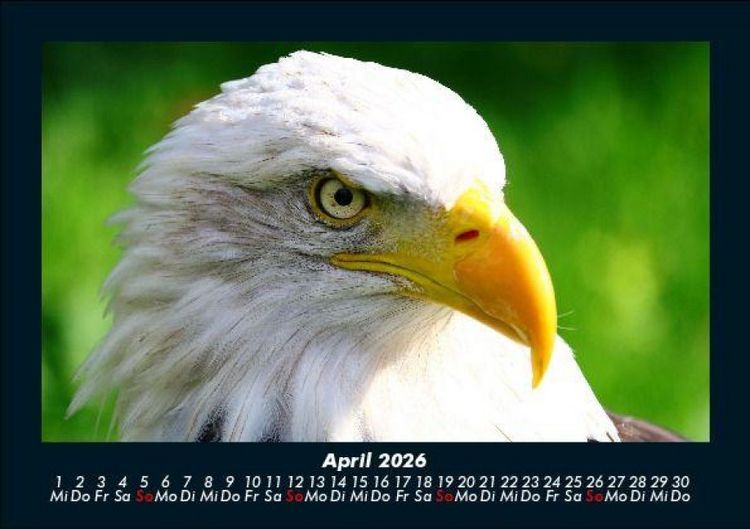 Produktbild: Vogelparadies 2026 Fotokalender DIN A5