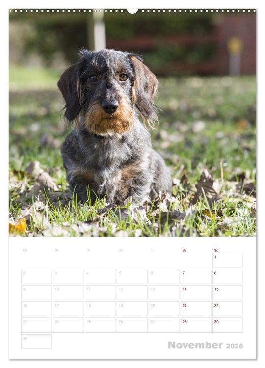 Produktbild: Der Dackel (M)ein treuer Weggef&auml;hrte (hochwertiger Premium Wandkalender 2026 DIN A2 hoch), Kunstdruck in Hochglanz