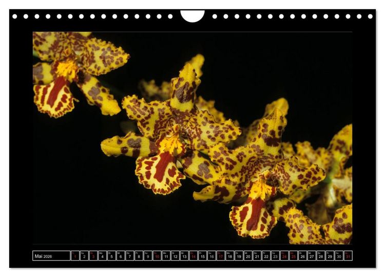 Produktbild: Orchideen 2026 (Wandkalender 2026 DIN A4 quer), CALVENDO Monatskalender