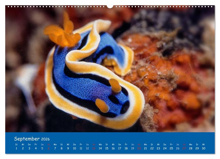 Produktbild: Unterwasserwelten (hochwertiger Premium Wandkalender 2026 DIN A2 quer), Kunstdruck in Hochglanz