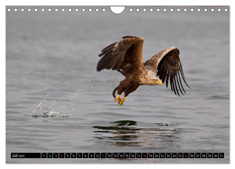 Produktbild: Greifv&ouml;gel und Eulen (Wandkalender 2027 DIN A4 quer), CALVENDO Monatskalender