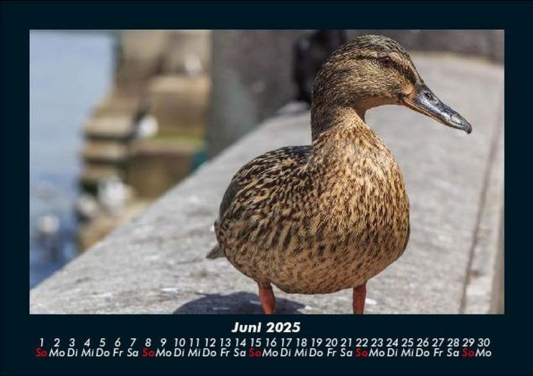 Produktbild: Enten 2025 Fotokalender DIN A5