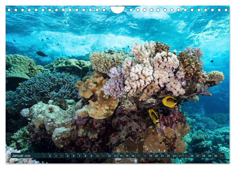 Produktbild: Tauchen, Fische und Meer (Wandkalender 2026 DIN A4 quer), CALVENDO Monatskalender