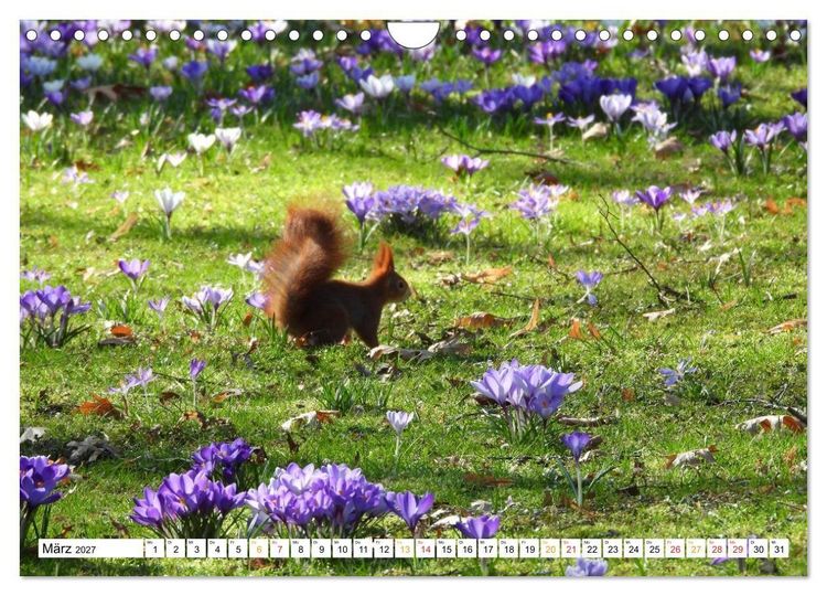 Produktbild: 12 Monate Natur (Wandkalender 2027 DIN A4 quer), CALVENDO Monatskalender