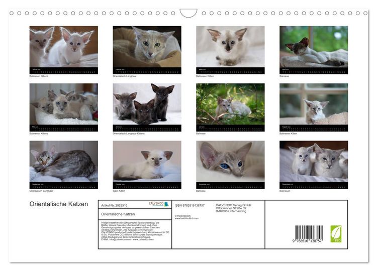 Produktbild: Orientalische Katzen (Wandkalender 2026 DIN A3 quer), CALVENDO Monatskalender