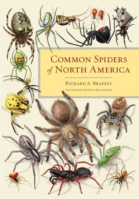 Produktbild: Common Spiders of North America