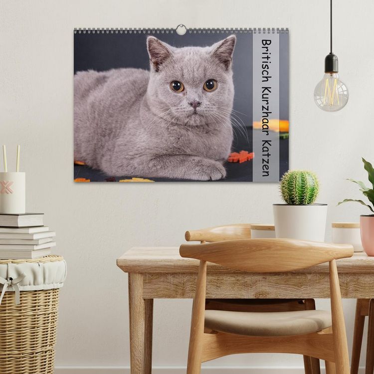 Produktbild: Britisch Kurzhaar Katzen (Wandkalender 2026 DIN A3 quer), CALVENDO Monatskalender