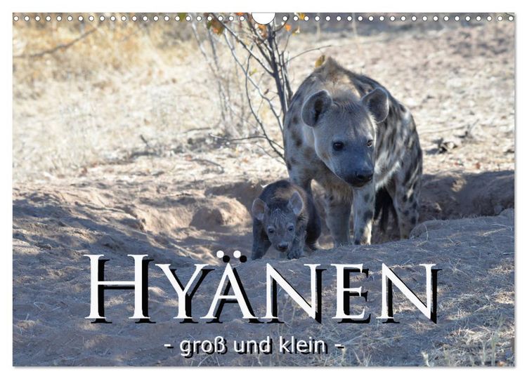 Produktbild: Hy&auml;nen - gro&szlig; und klein (Wandkalender 2026 DIN A3 quer), CALVENDO Monatskalender