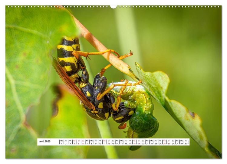 Produktbild: La vie de nos prairies - Les gu&ecirc;pes et les abeilles (Calendrier mural 2026 DIN A2 vertical), CALVENDO calendrier mensuel