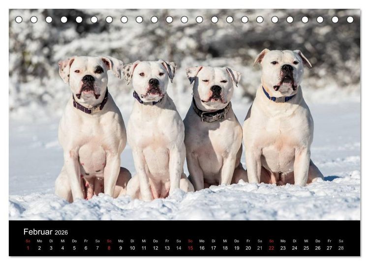 Produktbild: American Bulldog - alles Andere ist nur ein Hund (Tischkalender 2026 DIN A5 quer), CALVENDO Monatskalender