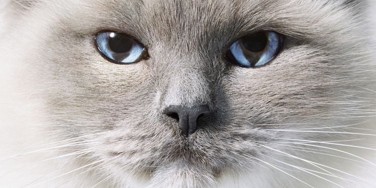 Produktbild: Katzen