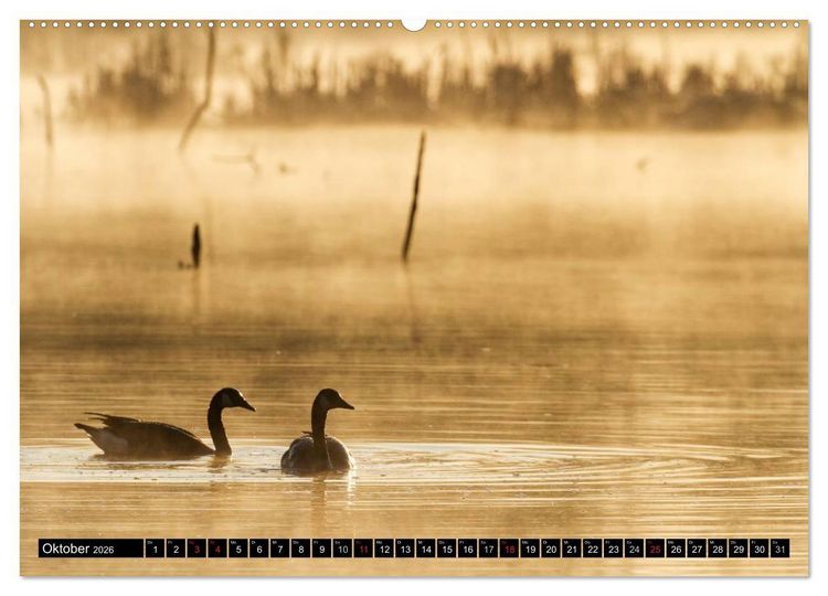 Produktbild: KANADA-GANS - Der 'hupende' Vogel (hochwertiger Premium Wandkalender 2026 DIN A2 quer), Kunstdruck in Hochglanz