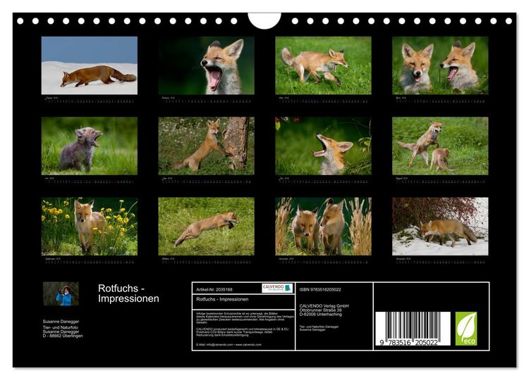 Produktbild: Rotfuchs - Impressionen (Wandkalender 2026 DIN A4 quer), CALVENDO Monatskalender
