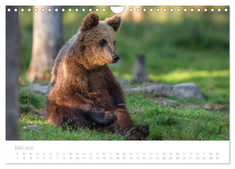 Produktbild: Braunb&auml;ren - pelzige Riesen in Finnlands W&auml;ldern (Wandkalender 2026 DIN A4 quer), CALVENDO Monatskalender