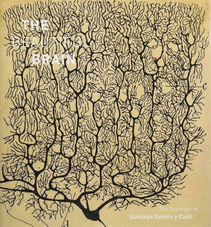 Produktbild: The Beautiful Brain