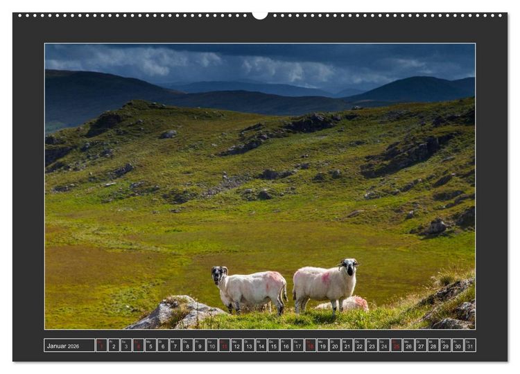 Produktbild: IRLAND - Insel der gl&uuml;cklichen Schafe (Wandkalender 2026 DIN A2 quer), CALVENDO Monatskalender