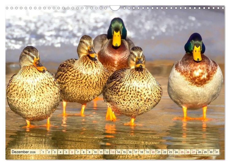 Produktbild: Enten. Beliebt, h&uuml;bsch und imposant (Wandkalender 2026 DIN A3 quer), CALVENDO Monatskalender