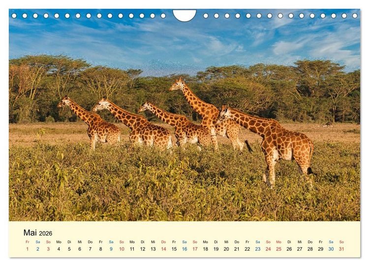 Produktbild: Giraffen, die Sch&ouml;nen der Savanne (Wandkalender 2026 DIN A4 quer), CALVENDO Monatskalender