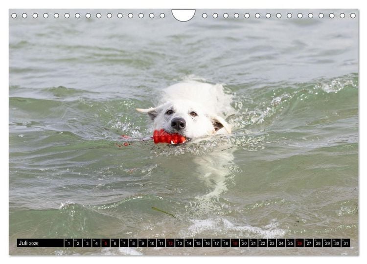 Produktbild: Berger Blanc Suisse - Weggef&auml;hrten auf 4 Pfoten (Wandkalender 2026 DIN A4 quer), CALVENDO Monatskalender