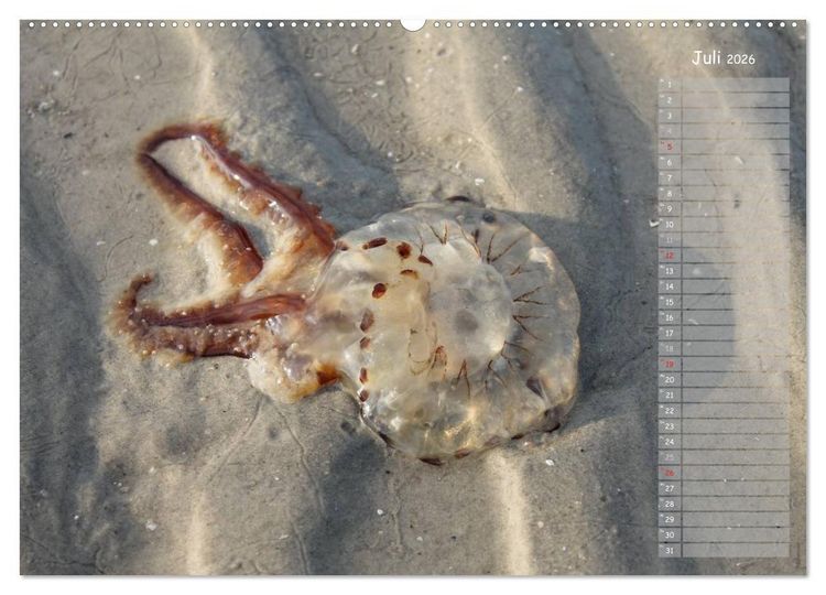 Produktbild: Strandspaziergang / Geburtstagskalender (Wandkalender 2026 DIN A2 quer), CALVENDO Monatskalender