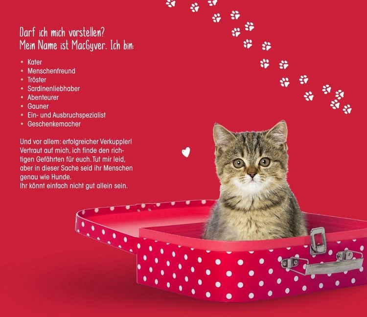 Produktbild: Eine Samtpfote stiehlt Herzen