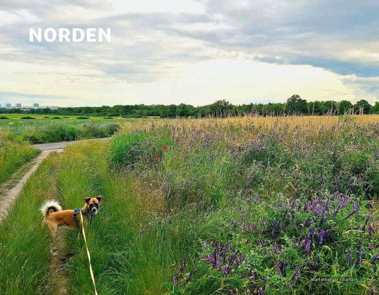 Produktbild: Mit Hund in Berlin