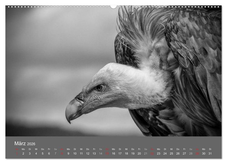 Produktbild: Tierische Augenblicke in Schwarz-Wei&szlig; (hochwertiger Premium Wandkalender 2026 DIN A2 quer), Kunstdruck in Hochglanz