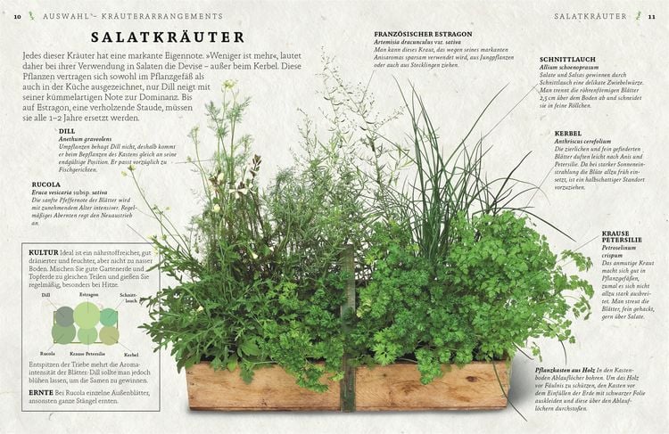 Produktbild: K&uuml;chenkr&auml;uter anbauen und genie&szlig;en