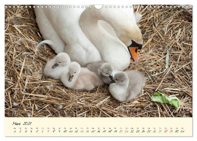 Produktbild: Vom K&uuml;ken zum stolzen Schwan (Wandkalender 2027 DIN A3 quer), CALVENDO Monatskalender