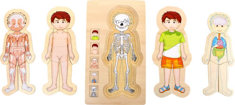 Produktbild: Schichtenpuzzle Anatomie Junge